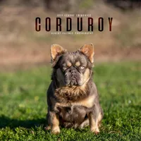 Lilac male, a male French Bulldog for sale in Lawton, OK – Photo 7 of 7