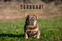 Lilac male, a male French Bulldog for sale in Lawton, OK – Photo 7 of 7