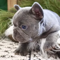 Lilac male, a male French Bulldog for sale in Lawton, OK – Photo 3 of 7