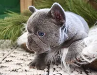 Lilac male, a male French Bulldog for sale in Lawton, OK – Photo 3 of 7