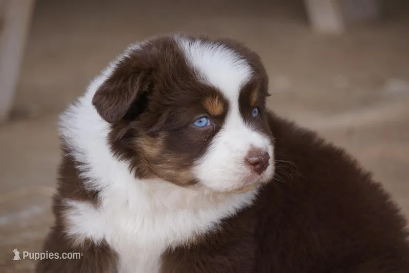 Red Tri Female w/tail – Miniature Australian Shepherd puppy for sale in Lawton, OK