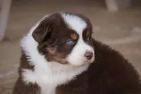 Red Tri Female w/tail, a female Miniature Australian Shepherd for sale in Lawton, OK – Photo 1 of 6