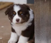 Red Tri Female w/tail, a female Miniature Australian Shepherd for sale in Lawton, OK – Photo 2 of 6