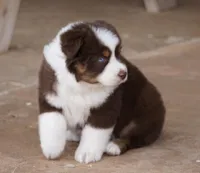 Red Tri Female w/tail, a female Miniature Australian Shepherd for sale in Lawton, OK – Photo 5 of 6