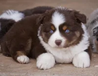 Red Tri Female w/tail, a female Miniature Australian Shepherd for sale in Lawton, OK – Photo 6 of 6