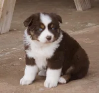 Red Tri Female w/tail, a female Miniature Australian Shepherd for sale in Lawton, OK – Photo 4 of 6