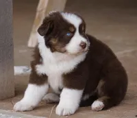 Red Tri Female w/tail, a female Miniature Australian Shepherd for sale in Lawton, OK – Photo 3 of 6