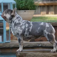 Lilac/tan, a male French Bulldog for sale in Lawton, OK – Photo 6 of 8