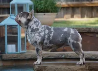 Lilac/tan, a male French Bulldog for sale in Lawton, OK – Photo 6 of 8