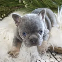 Lilac/tan, a male French Bulldog for sale in Lawton, OK – Photo 4 of 8