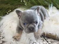 Lilac/tan, a male French Bulldog for sale in Lawton, OK – Photo 4 of 8