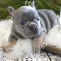 Lilac/tan, a male French Bulldog for sale in Lawton, OK – Photo 1 of 8