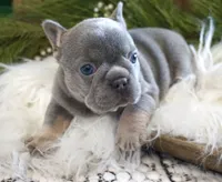 Lilac/tan, a male French Bulldog for sale in Lawton, OK – Photo 1 of 8