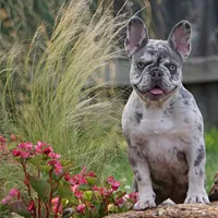 Lilac/tan, a male French Bulldog for sale in Lawton, OK – Photo 8 of 8