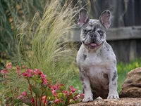 Lilac/tan, a male French Bulldog for sale in Lawton, OK – Photo 8 of 8