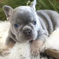 Lilac/tan, a male French Bulldog for sale in Lawton, OK – Photo 2 of 8