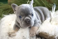 Lilac/tan, a male French Bulldog for sale in Lawton, OK – Photo 2 of 8