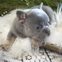 Lilac/tan, a male French Bulldog for sale in Lawton, OK – Photo 3 of 8