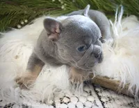 Lilac/tan, a male French Bulldog for sale in Lawton, OK – Photo 3 of 8
