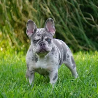 Lilac/tan, a male French Bulldog for sale in Lawton, OK – Photo 7 of 8