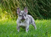 Lilac/tan, a male French Bulldog for sale in Lawton, OK – Photo 7 of 8