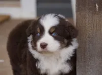 Red Tri Male w/tail, a male Miniature Australian Shepherd for sale in Lawton, OK – Photo 3 of 3