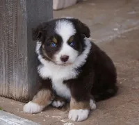 Red Tri Male w/tail, a male Miniature Australian Shepherd for sale in Lawton, OK – Photo 2 of 3