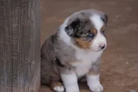 Blue Merle F w/Tail , a female Miniature Australian Shepherd for sale in Lawton, OK – Photo 4 of 4