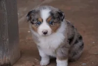 Blue Merle F w/Tail , a female Miniature Australian Shepherd for sale in Lawton, OK – Photo 2 of 4