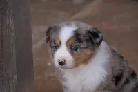 Blue Merle F w/Tail , a female Miniature Australian Shepherd for sale in Lawton, OK – Photo 1 of 4