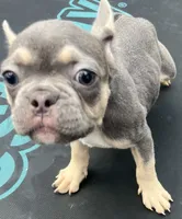 Boss , a male French Bulldog for sale in Houston, TX – 3 of 3