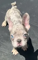 Pretti , a female French Bulldog for sale in Houston, TX – 2 of 3