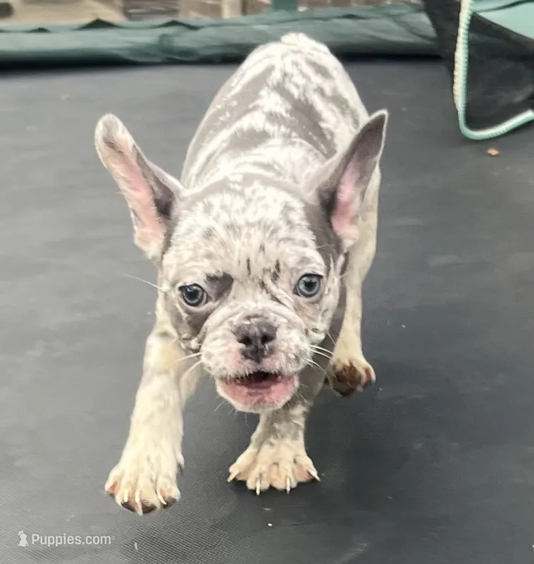 Miami  – French Bulldog puppy for sale in Houston, TX