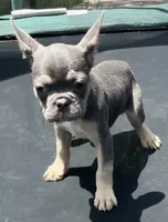Boss , a male French Bulldog for sale in Houston, TX – 2 of 3