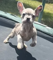 Bella , a female French Bulldog for sale in Houston, TX – 2 of 3