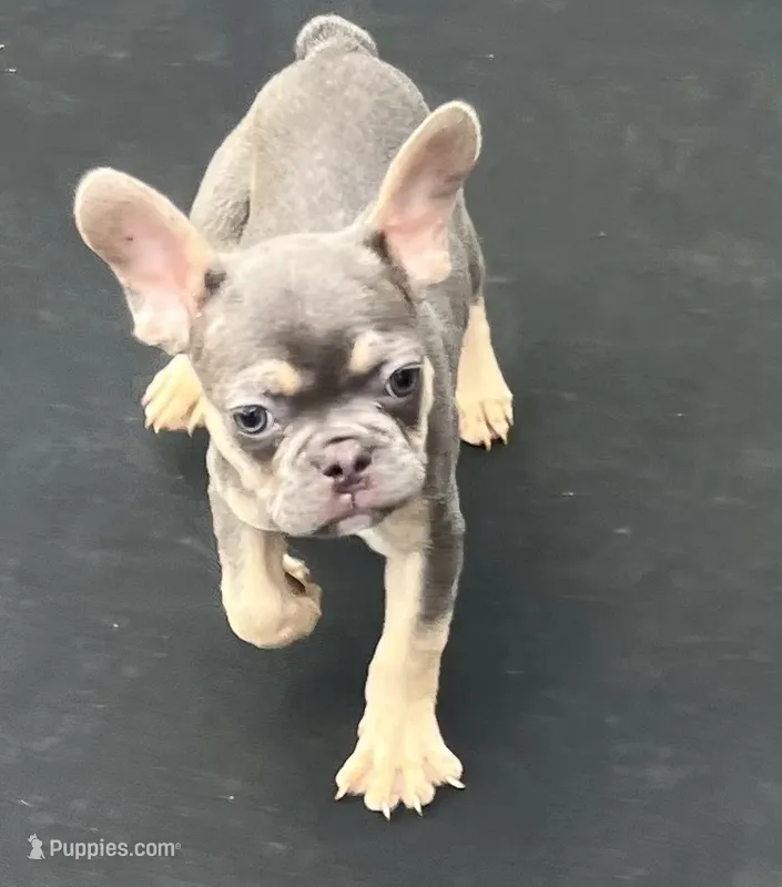 Boss  – French Bulldog puppy for sale in Houston, TX