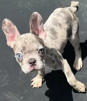 Pretti , a female French Bulldog for sale in Houston, TX – 1 of 3