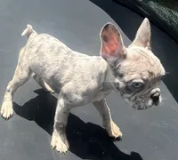 Pretti , a female French Bulldog for sale in Houston, TX – 3 of 3