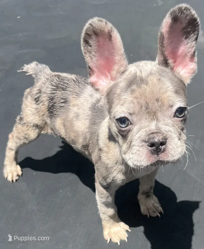 Bella  – French Bulldog puppy for sale in Houston, TX