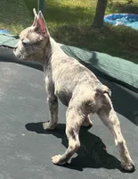 Bella , a female French Bulldog for sale in Houston, TX – 3 of 3