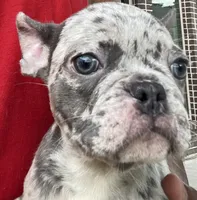 Miami , a female French Bulldog for sale in Houston, TX – 2 of 3