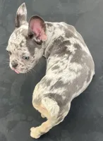 Miami , a female French Bulldog for sale in Houston, TX – 3 of 3