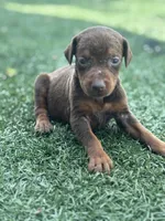 Zoe, a female Doberman Pinscher for sale in Grabill, IN – 4 of 6