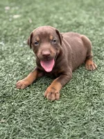 Shelby, a female Doberman Pinscher for sale in Grabill, IN – 4 of 5