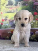 Paul, a male Golden Retriever for sale in Grabill, IN – 3 of 6