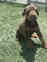 Sadie, a female Doberman Pinscher for sale in Grabill, IN – 1 of 5