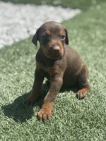 Sadie, a female Doberman Pinscher for sale in Grabill, IN – 2 of 5