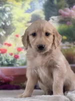 Pilot, a male Golden Retriever for sale in Grabill, IN – 2 of 6