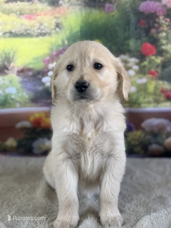 Pixie – Golden Retriever puppy for sale in Grabill, IN