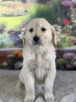 Pixie, a female Golden Retriever for sale in Grabill, IN – 1 of 6